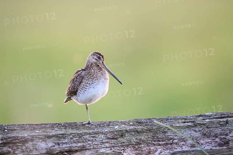 A common snipe (Gallinago gallinago) stands on a log in quiet green surroundings, perfect camouflage, A bird stands on a log with a background in blurred green, Dümmer nature park Park, Lower Saxony, Germany