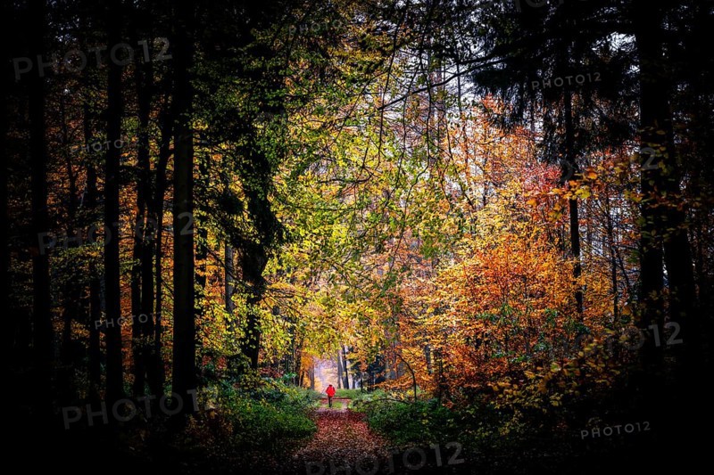 A woman wearing a bright orange jacket walks through a forest in autumn with colorful foliage and a peaceful, natural ambiance, Stemwede, North Rhine-Westphalia, Germany