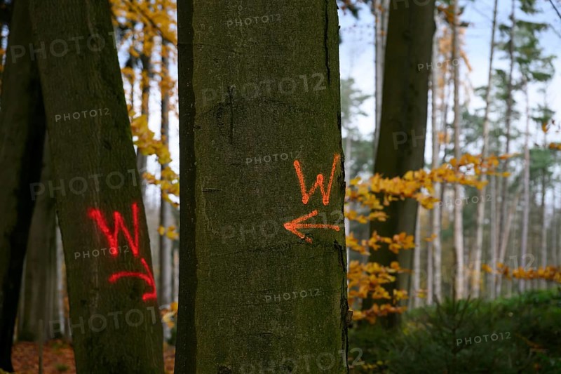 Beech trees (Fagus syvatica) with red forestry markings in autumn forest create a peaceful atmosphere, trees in the forest with bright red markings and arrows on the tree trunks, Stemwede, North Rhine-Westphalia, Germany