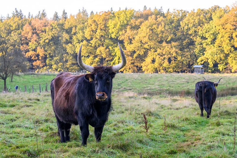Two Heck cattle (Bos taurus) backbred aurochs stand on a green pasture in front of an autumnal forest, Damme, Lower Saxony, Germany