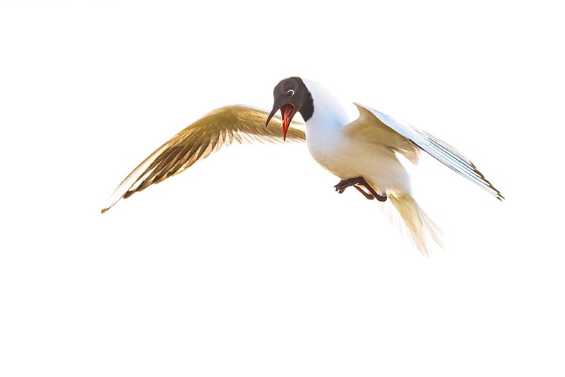 A flying black-headed gull (Larus ridibundus) with spread wings against a light-coloured background, Dümmer nature park Park, Lower Saxony, Germany