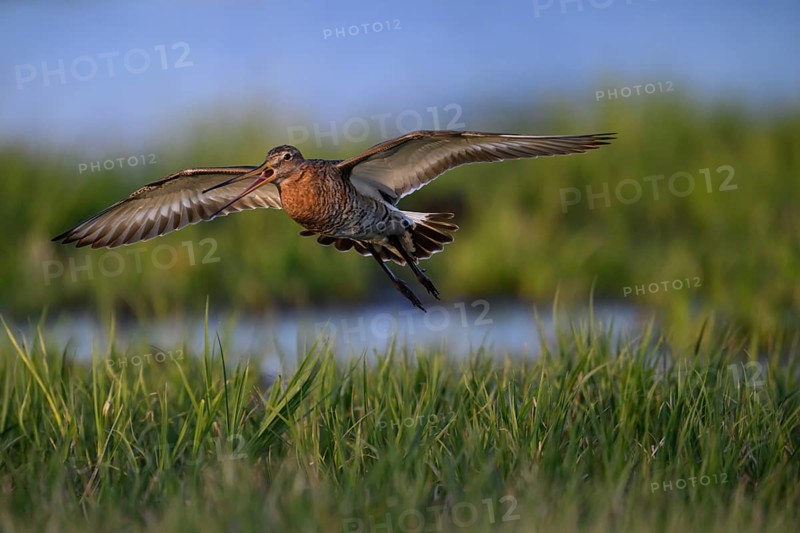 A black-tailed godwit (Limosa limosa) flies with outstretched wings just above green grasses, bird flies over grassland in warm evening light, Dümmer nature park Park, Lower Saxony, Germany