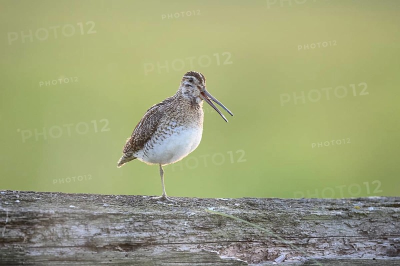 A common snipe (Gallinago gallinago) stands calling with its beak open on a log in quiet green surroundings, perfect camouflage, that's good, Dümmer nature park Park, Lower Saxony, Germany