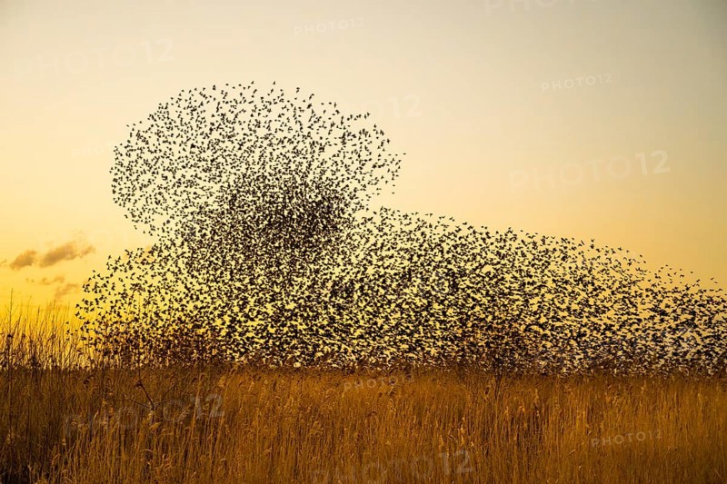 An impressive flock of starlings (Sturnus vulgaris) in the sky above the reed belt of Lake Dümmer in the light of sunset, Dümmer nature park Park, Hüde, Lower Saxony, Germany