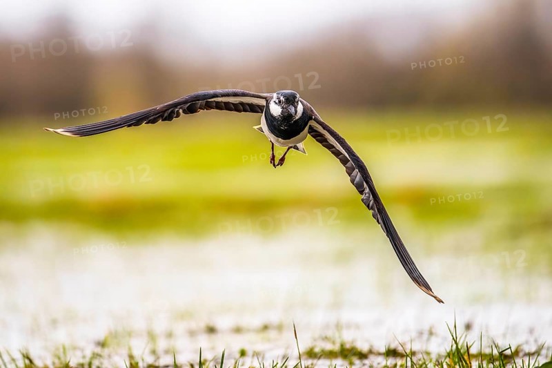 A lapwing (Vanellus vanellus) flies over a meadow with outstretched wings, Dümmer nature park Park, Hüde, Lower Saxony, Germany