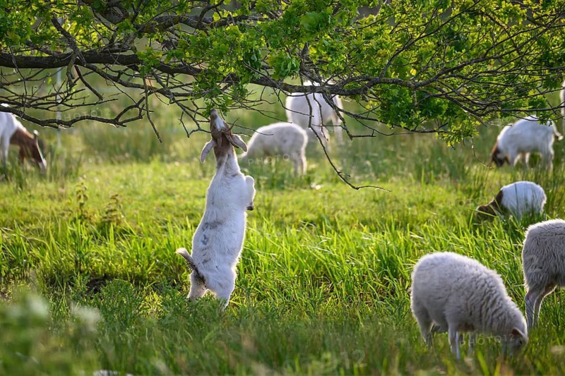 A goat standing on its hind legs, eating the leaves of an oak (Quercus robur), surrounded by other goats and sheep Grazing Pasture farming Free-range farming, Dümmer nature park Park, Lower Saxony, Germany