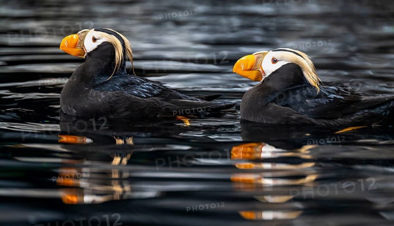 Yellow-crested Puffin (Fratercula cirrhata), two birds swimming in the water, Alaska, USA