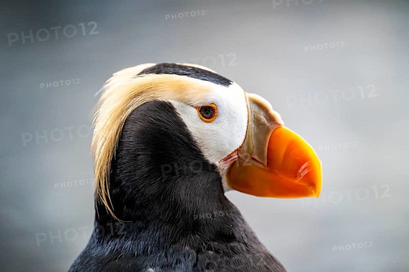 Yellow-crested Puffin (Fratercula cirrhata), animal portrait, Alaska, USA