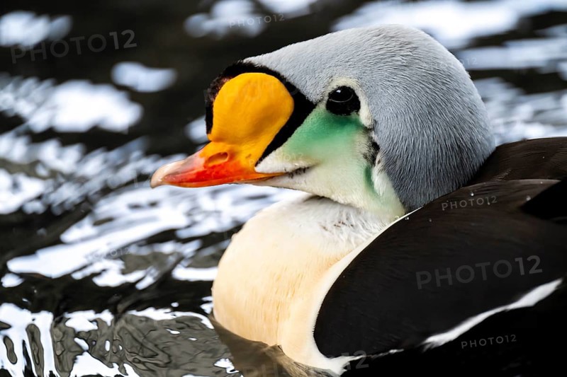 Common scoter (Somateria spectabilis), male swimming in the water, animal portrait, Alaska, USA