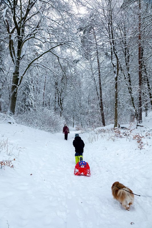 Family goes sledding in the woods, dog, Sieversen, Samtgemeinde Rosengarten, Lower Saxony, Germany