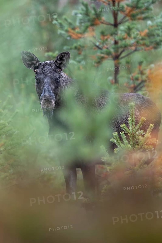 A young bull moose (Alces alces) stands in a spruce forest and observes the photographer, secretly, Sweden