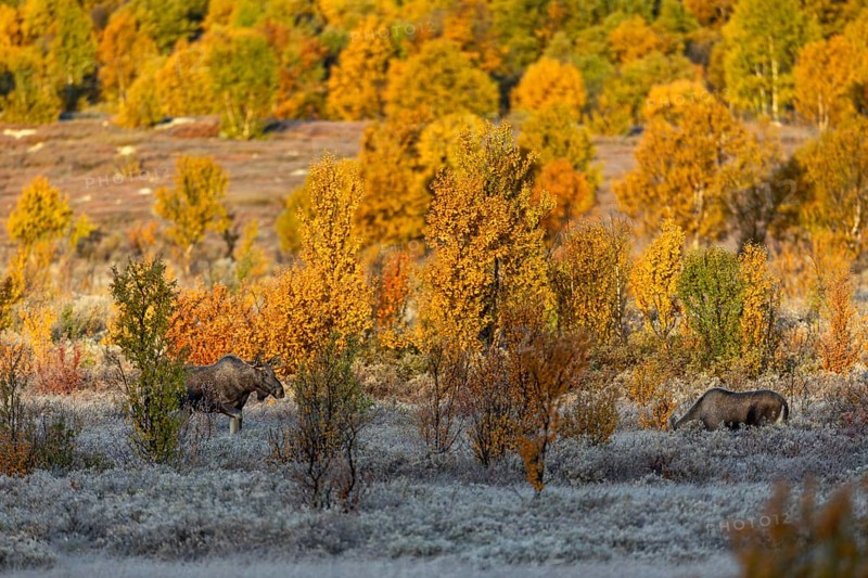 The young bull moose (Alces alces) cautiously approaches a young female and no other male seems to stand in the way of the cosy togetherness, hoarfrost, autumn, Ruska, rut, moose rut, Norway