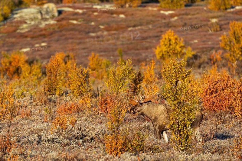 A bull moose (Alces alces) in autumn in Scandinavia, Ruska, rut, moose rut, Norway