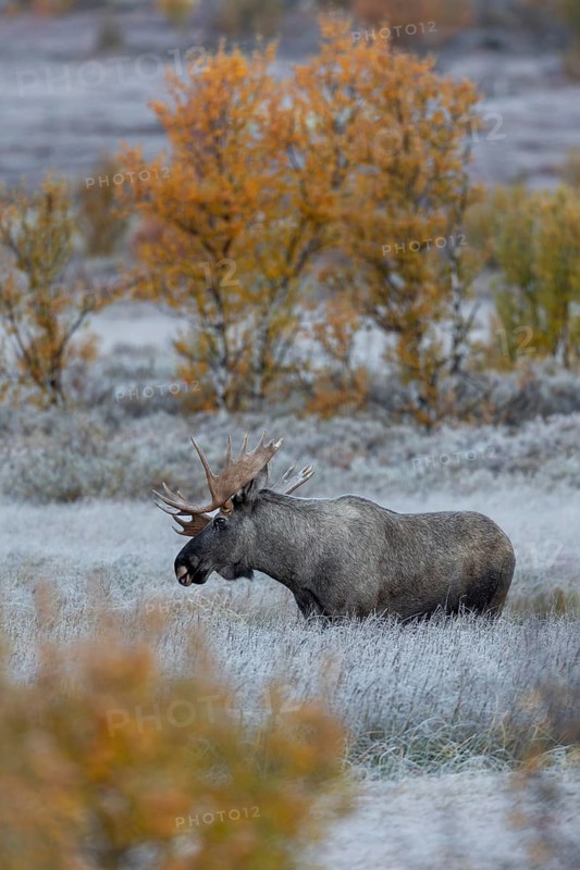 Rutting bull moose (Alces alces) slowly sway their heads back and forth, making soft, barely perceptible rutting sounds, hoarfrost, autumn, Ruska, rut, moose rut, Norway