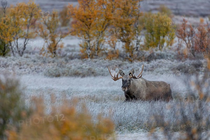 The reward for the long wait at -5 degrees Celsius, the bull moose (Alces alces) slowly approaches the female and also the photographer, hoarfrost, autumn, Ruska, rut, moose rut, Norway