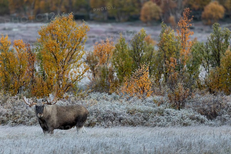 I watch the spectacle of the 3 photographers until I'm sick to death, to my surprise they retreat and disappear, fortunately peace returns to me and also to the bull moose (Alces alces), hoarfrost, autumn, Ruska, rut, moose rut, Norway