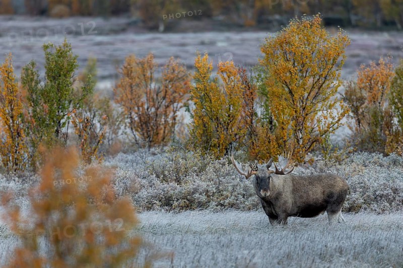 Unfortunately, 3 photographers also discover the bull moose (Alces alces) and rumble towards it at such a volume and ruthlessness that even the most relaxed moose becomes restless, hoarfrost, autumn, Ruska, rut, moose rut, Norway