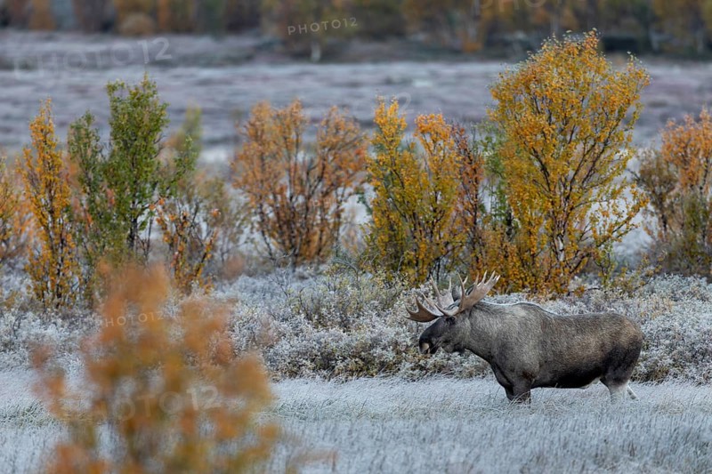 The bull moose (Alces alces) attentively observes the cow moose, it is mid-September and the rut is slowly beginning, hoarfrost, autumn, Ruska, moose rut, Norway