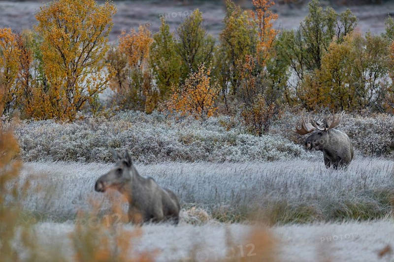 From mid-September the bull moose (Alces alces) begin to search for rutting females, hoarfrost, autumn, Ruska, rut, moose rut, Norway