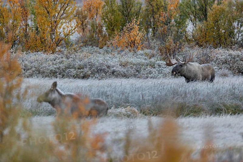 The bull moose (Alces alces) attentively observes the female while the calf follows the mother, hoarfrost, autumn, Ruska, rut, moose rut, Norway