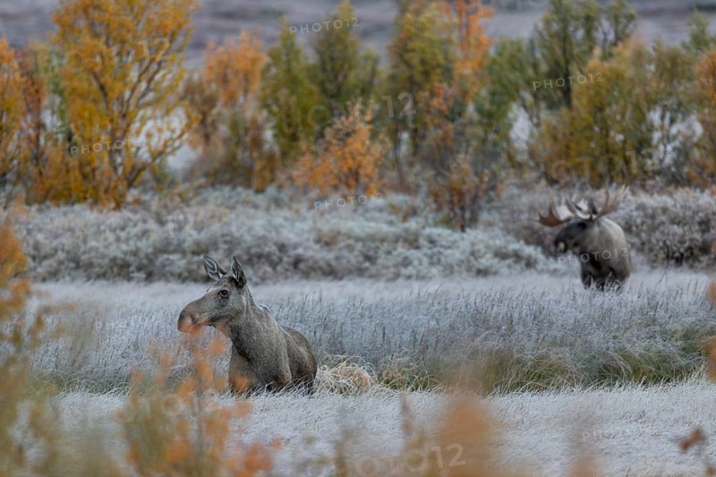 A wonderful nature experience awaits me this morning, when I arrive at my destination, a moose shoveler (Alces alces) and a moose cow stand in front of me, later I also discover the calf, hoarfrost, autumn, Ruska, rut, moose rut, Norway