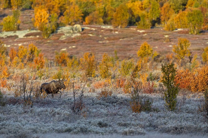 A young bull moose (Alces alces) walks towards a cow moose in the warm light of the morning sun, hoarfrost, autumn, Ruska, rut, moose rut, Norway