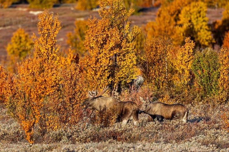 The bull moose (Alces alces) has only briefly tested the young female's readiness to mate, autumn, Ruska, rut, moose rut, Norway