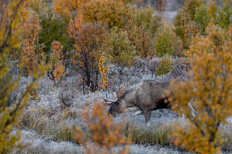 The bull moose (Alces alces) follows the female into the dense and barely visible vegetation, hoarfrost, autumn, Ruska, rut, moose rut, Norway