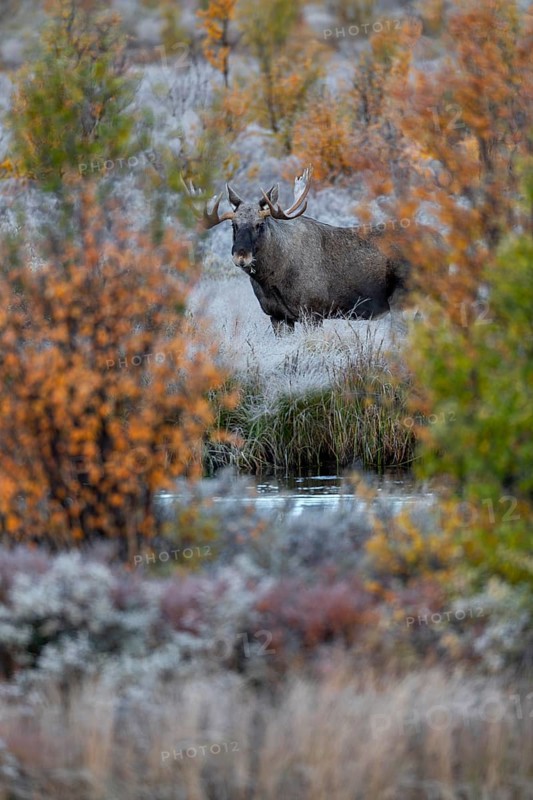 I've been photographing this bull moose (Alces alces) for 20 minutes and I'm happy about the comparatively long time that allows me to take pictures calmly and deliberately, hoarfrost, autumn, Ruska, rut, moose rut, Norway