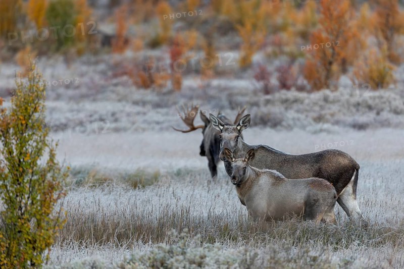 The moose bull (Alces alces) seeks proximity to the moose cow, but is nevertheless not intrusive, hoarfrost, autumn, Ruska, rut, moose rut, Norway