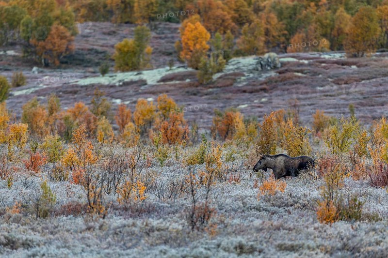 A young bull moose (Alces alces) walks through a swamp area with fantastic autumn colours, hoarfrost, autumn, Ruska, rut, moose rut, Norway