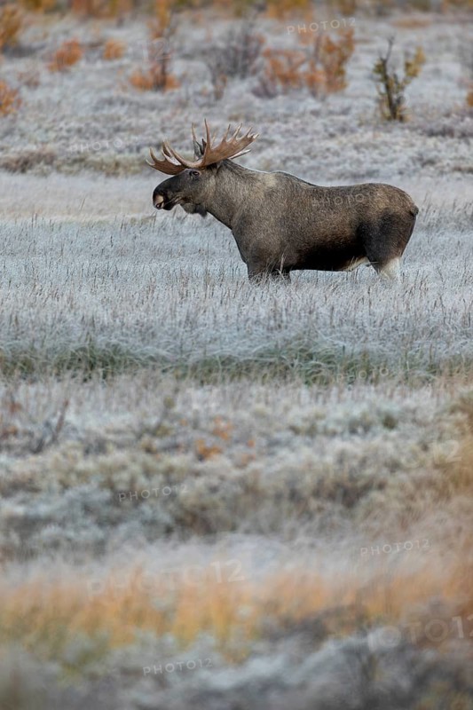 This bull moose (Alces alces) offers me the opportunity to test different compositions, hoarfrost, autumn, Ruska, rut, moose rut, Norway