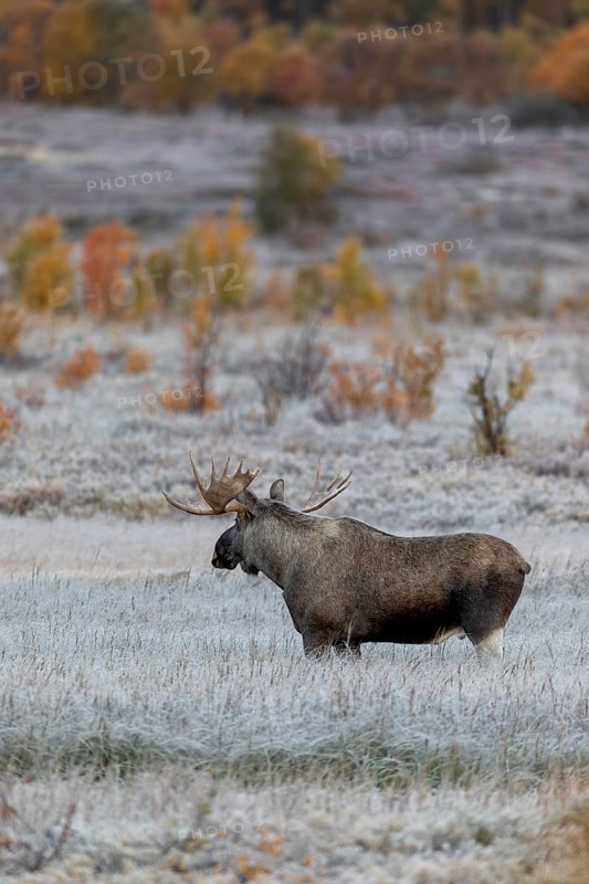 In the wider area, younger males move through the marshland and are closely watched by the older bull moose (Alces alces), hoarfrost, autumn, Ruska, rut, moose rut, Norway