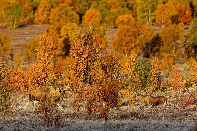 Suddenly the moose shoveler (Alces alces) reappears and approaches the young cow moose, concealed by a birch tree, the young bull moose stands between them, autumn, Ruska, rut, moose rut, Norway
