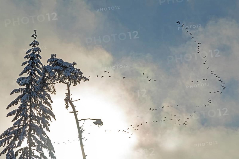 Snowy trees, conifers, flying goose swarm, clouds, forest, snow, winter, Sieversen, Samtgemeinde Rosengarten, Lower Saxony, Germany