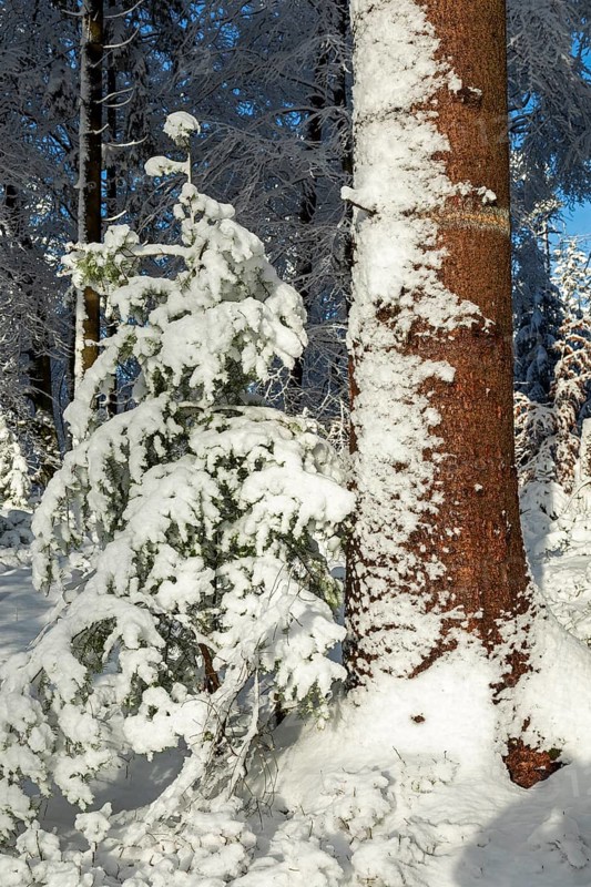 Snowy trees, forest, conifer, tree trunk, snow, winter, Sieversen, Samtgemeinde Rosengarten, Lower Saxony, Germany