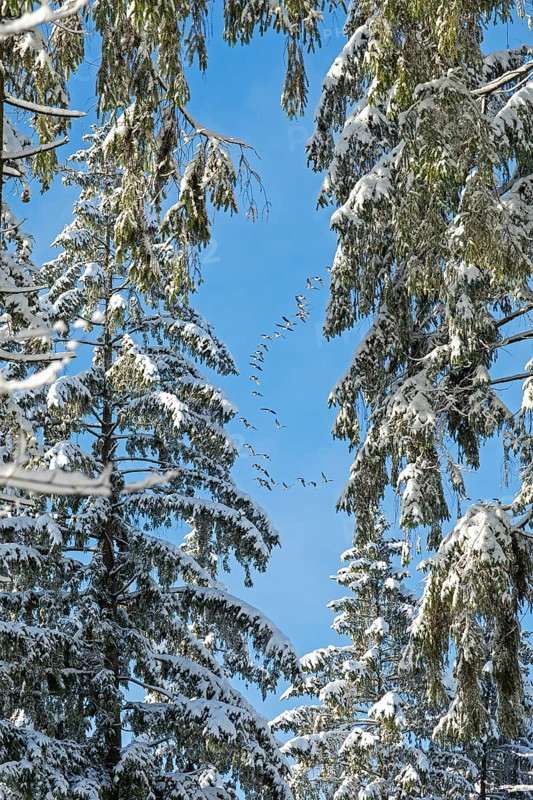 Snowy trees, conifers, flying goose swarm, forest, snow, winter, Sieversen, Samtgemeinde Rosengarten, Lower Saxony, Germany
