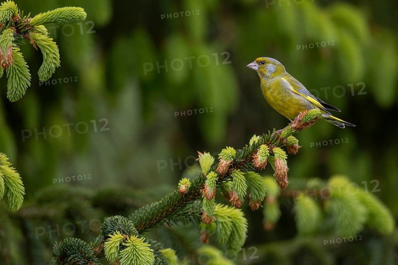 Sitting on an exposed branch, the male greenfinch (Chloris chloris) can keep a good watch over its territory, breeding season, Germany