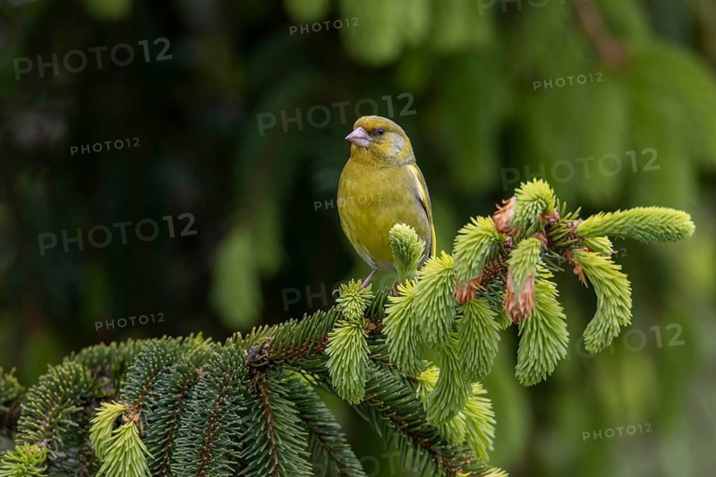 A male greenfinch (Chloris chloris) sitting on a branch, the fresh green of the spruce shoots emphasises the time of late spring, breeding season, Germany