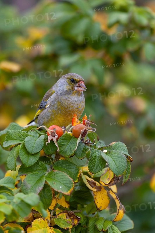 A male greenfinch (Chloris chloris) eating the seeds of the potato rose (Rosa rugosa), Helgoland, Germany