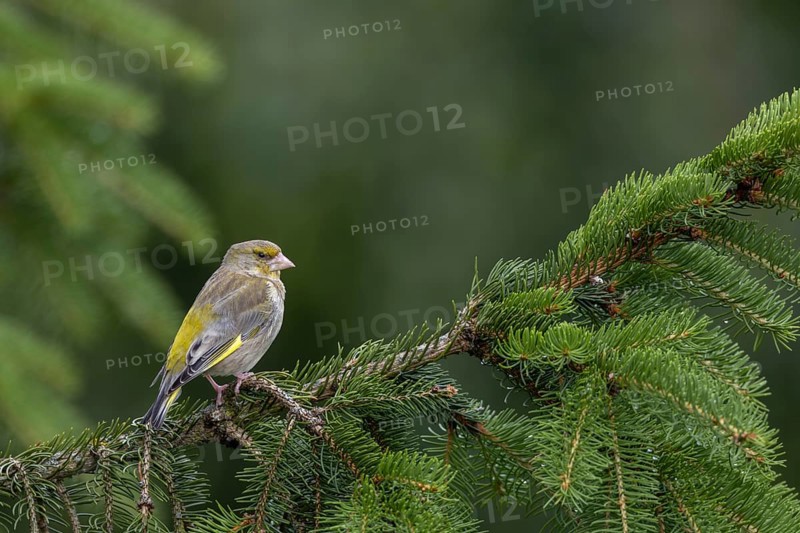 A female greenfinch (Chloris chloris) sitting on a spruce branch, breeding season, Germany