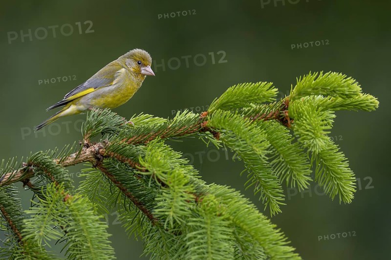 With its head feathers erect, the male greenfinch (Chloris chloris) signals to conspecifics and other bird species that it is highly alert and ready to fight, breeding season, Germany