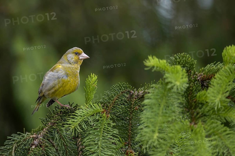 A male greenfinch (Chloris chloris) grooming its feathers, breeding season, Germany
