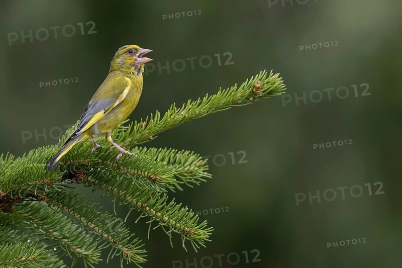 With its territorial song, the male greenfinch (Chloris chloris) signals to conspecifics that this territory is occupied, breeding season, Germany