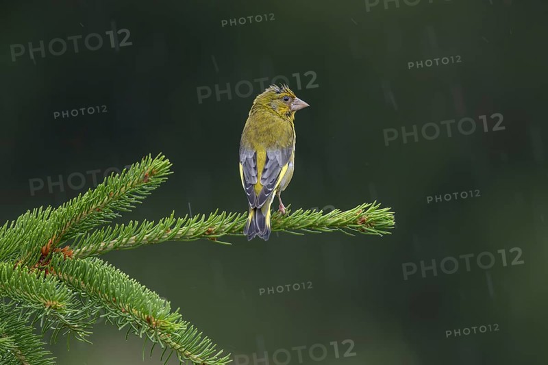 The male greenfinch (Chloris chloris) waits patiently on his singing perch for the end of the rain shower, breeding season, Germany