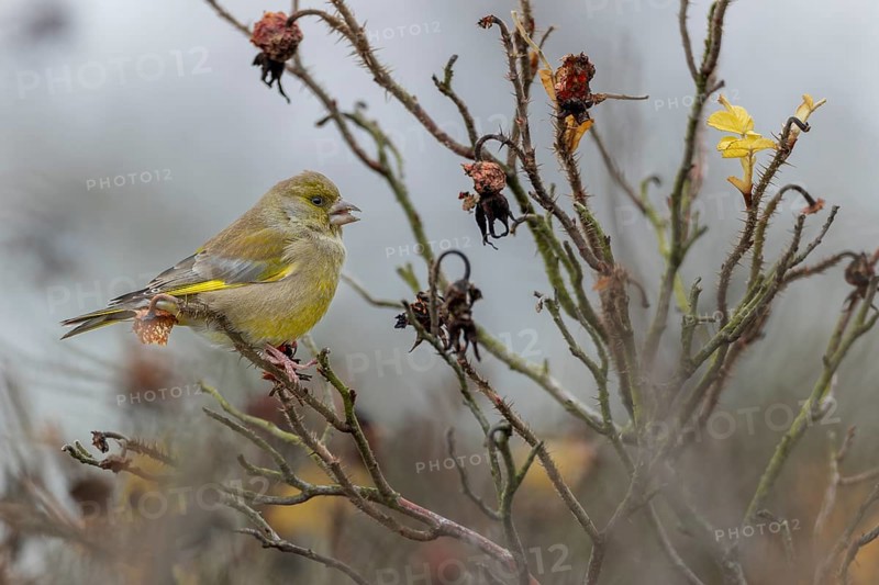 A male greenfinch (Chloris chloris) eating the seeds of the potato rose (Rosa rugosa), Rabatte, Germany