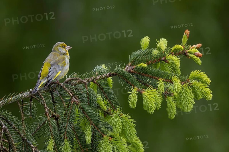 Male greenfinches (Chloris chloris) often use tree tops and free-standing branches as a singing platform during the breeding season, breeding season, Germany