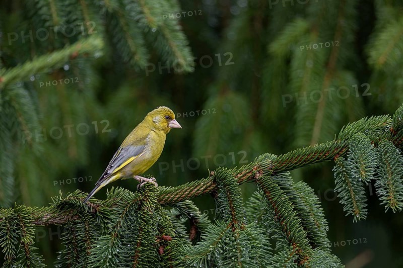 The male greenfinch (Chloris chloris) eagerly observes a conspecific of the same sex, breeding season, Germany