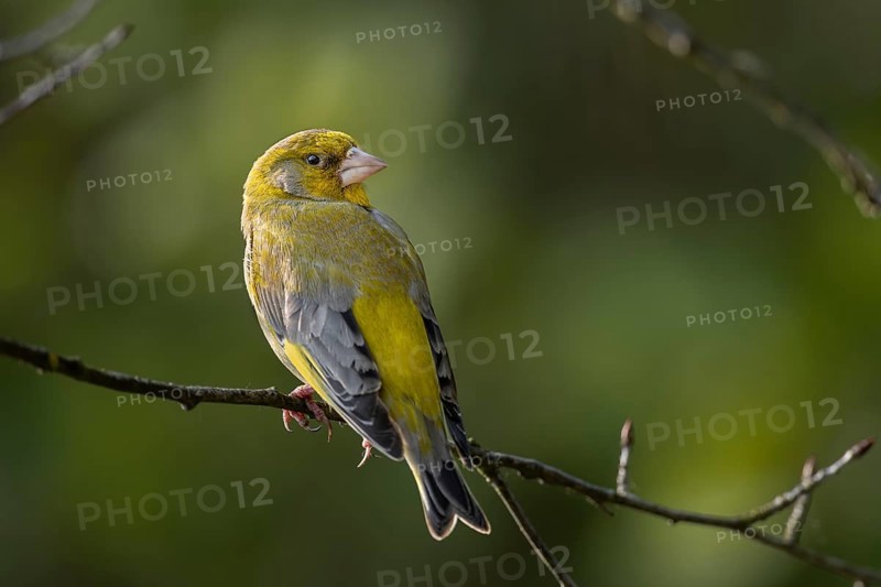 Ein Grünfink (Chloris chloris) Männchen sitzt auf einem Zweig / A male European greenfinch sits on a branch / Chloris chloris