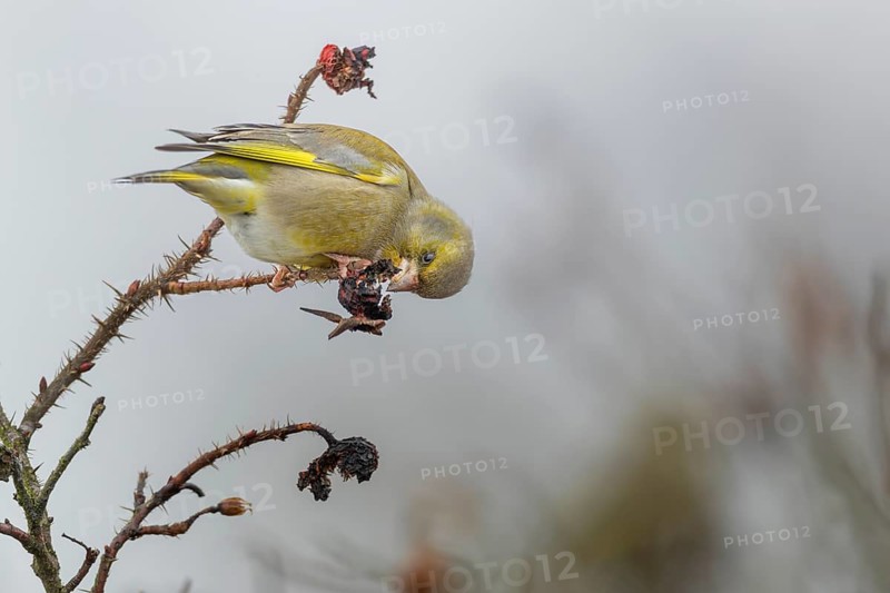 A male greenfinch (Chloris chloris) has opened the rose hip of a potato rose (Rosa rugosa) to get at the nutritious seeds, border, Germany